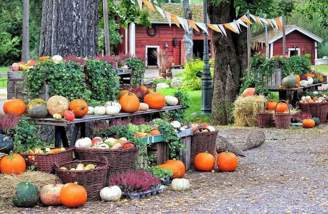 Limited Time Offer Happy Halloween AllInclusiv/Ina Nagano
