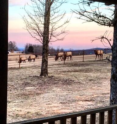 Compton Cabin | Home Sweet Buffalo - 5 minutes from Boxley Valley