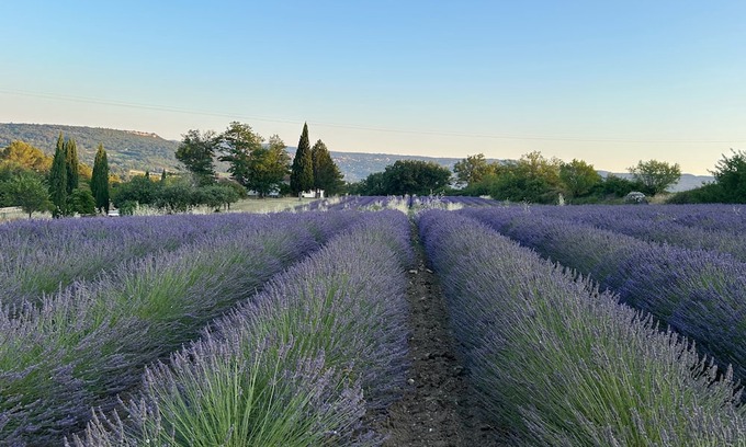 Goult Cottage | Private estate with lavender fields and Luberon views - La Petite Maison